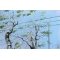 Birkeenergi 90x60cm maleri af Birketr� af Anne Mette Harkes